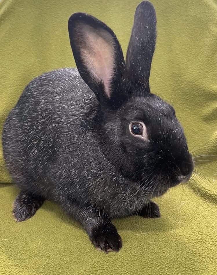 Tim *In Foster Care*, a Adoptable American in Edgewood, MD image 2/6