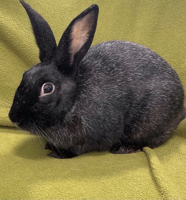 Tim *In Foster Care*, a Adoptable American in Edgewood, MD image 3/6