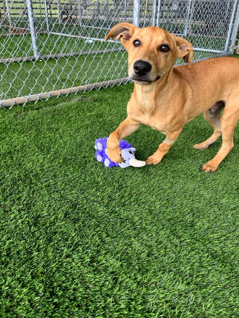 Enlarge Jack, a Adoptable mixed breed in Brooklyn, NY image 4/4