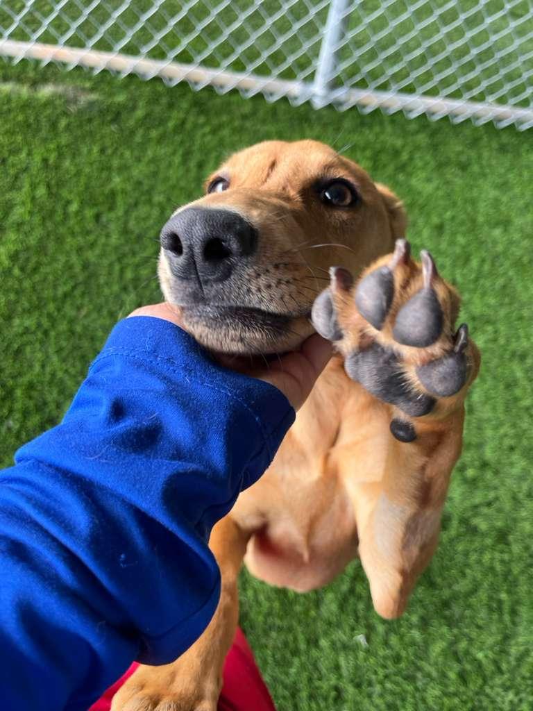 Enlarge Jack, a Adoptable mixed breed in Brooklyn, NY image 1/4