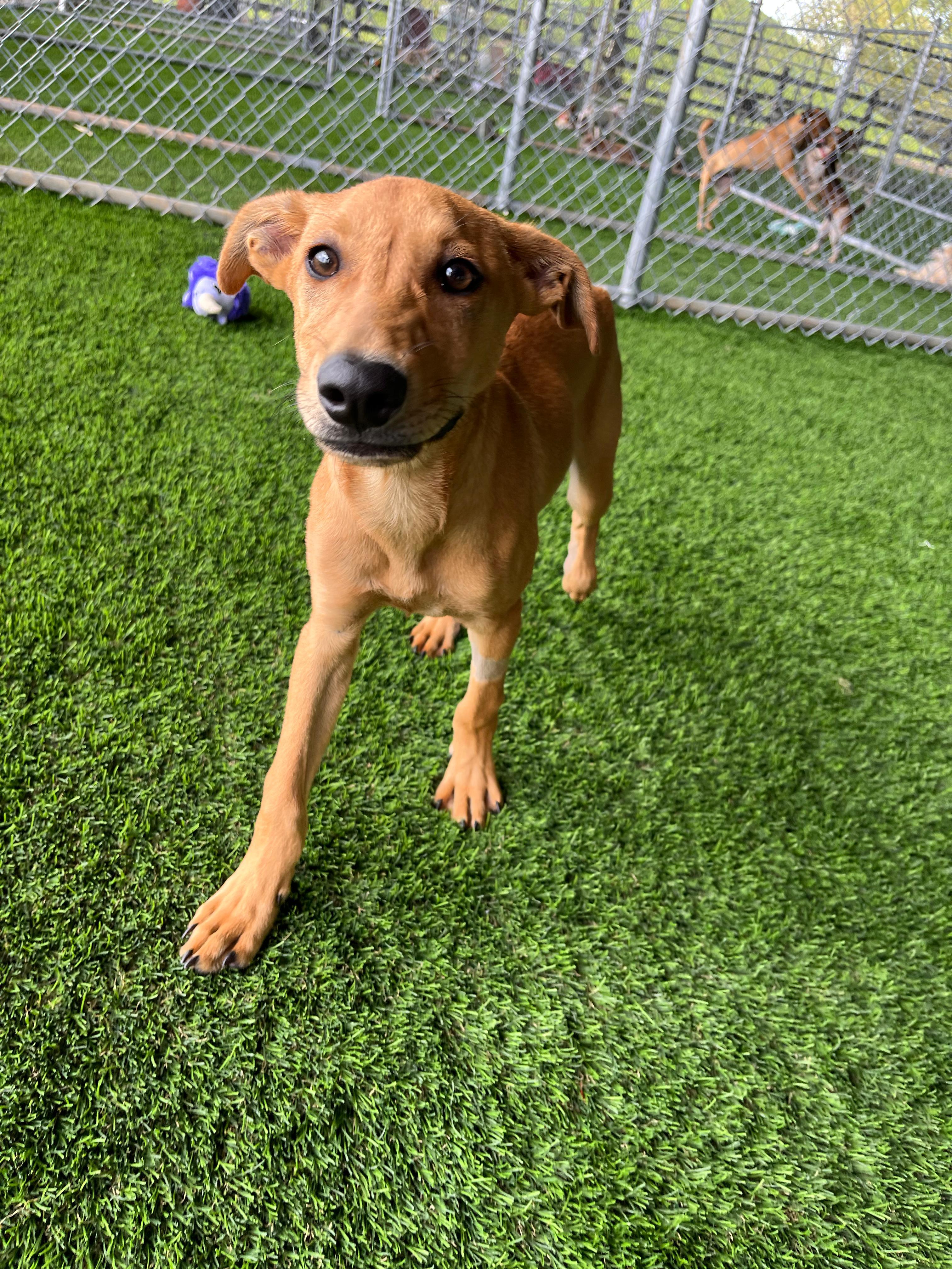 Enlarge Jack, a Adoptable mixed breed in Brooklyn, NY image 2/4