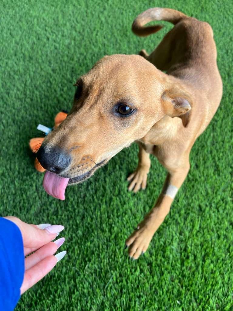 Enlarge Jack, a Adoptable mixed breed in Brooklyn, NY image 3/4