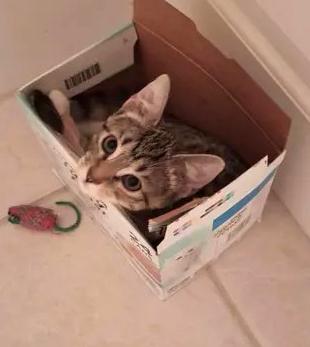 Enlarge Tinkerbell, a Adoptable Domestic Short Hair in Greenville, NC image 3/6