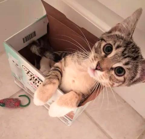 Tinkerbell, Adoptable, Young Female Domestic Short Hair.