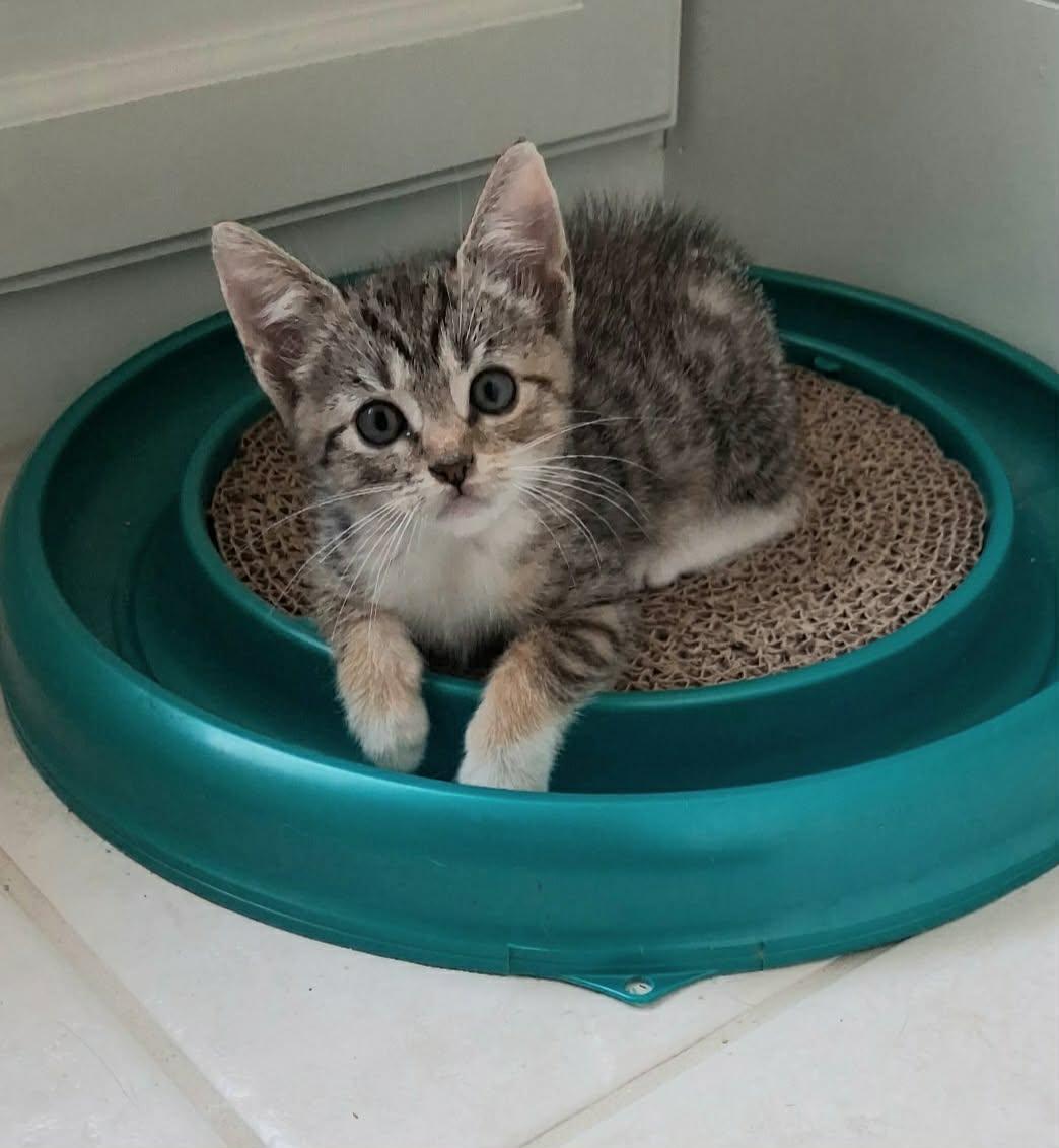 Enlarge Tinkerbell, a Adoptable Domestic Short Hair in Greenville, NC image 5/6