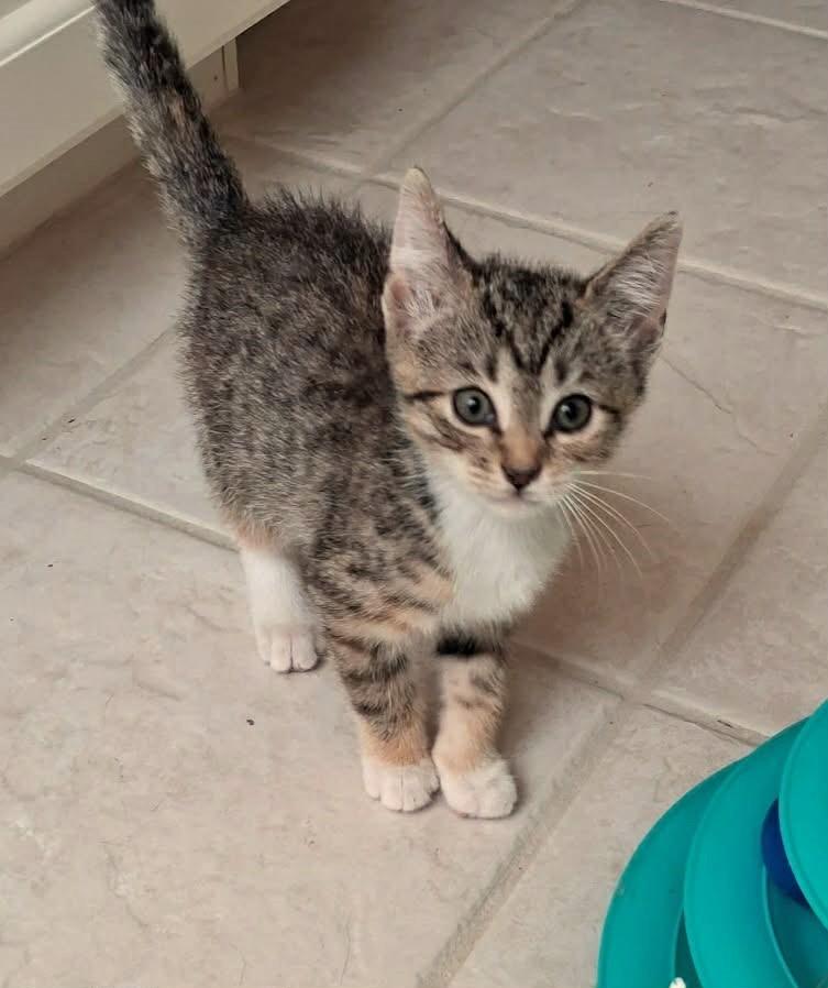 Enlarge Tinkerbell, a Adoptable Domestic Short Hair in Greenville, NC image 2/6