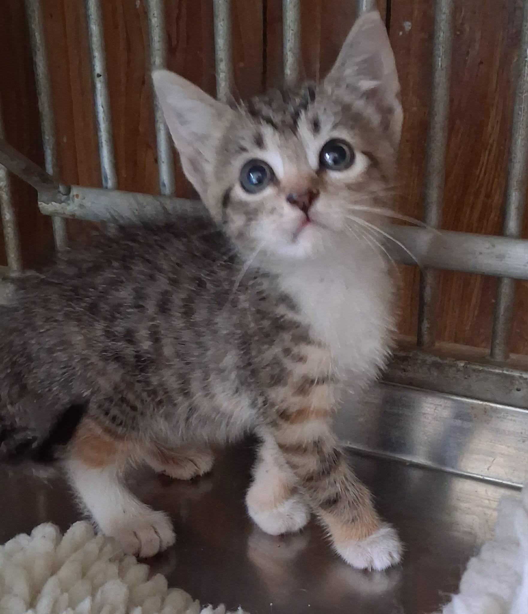 Enlarge Tinkerbell, a Adoptable Domestic Short Hair in Greenville, NC image 4/6