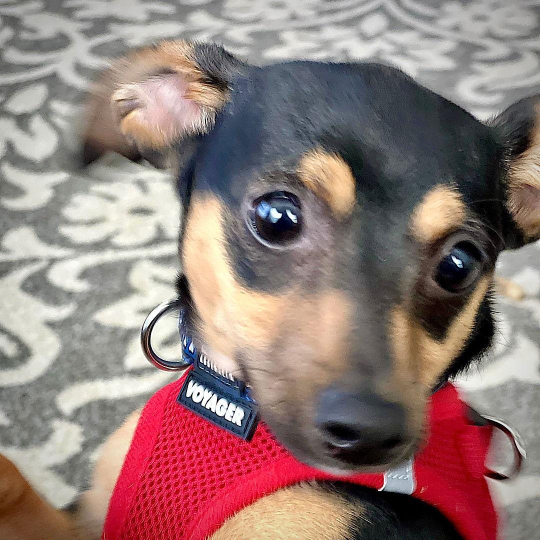 Enlarge Stevie (VA), a Adoptable Rat Terrier in Ruckersville, VA image 2/3