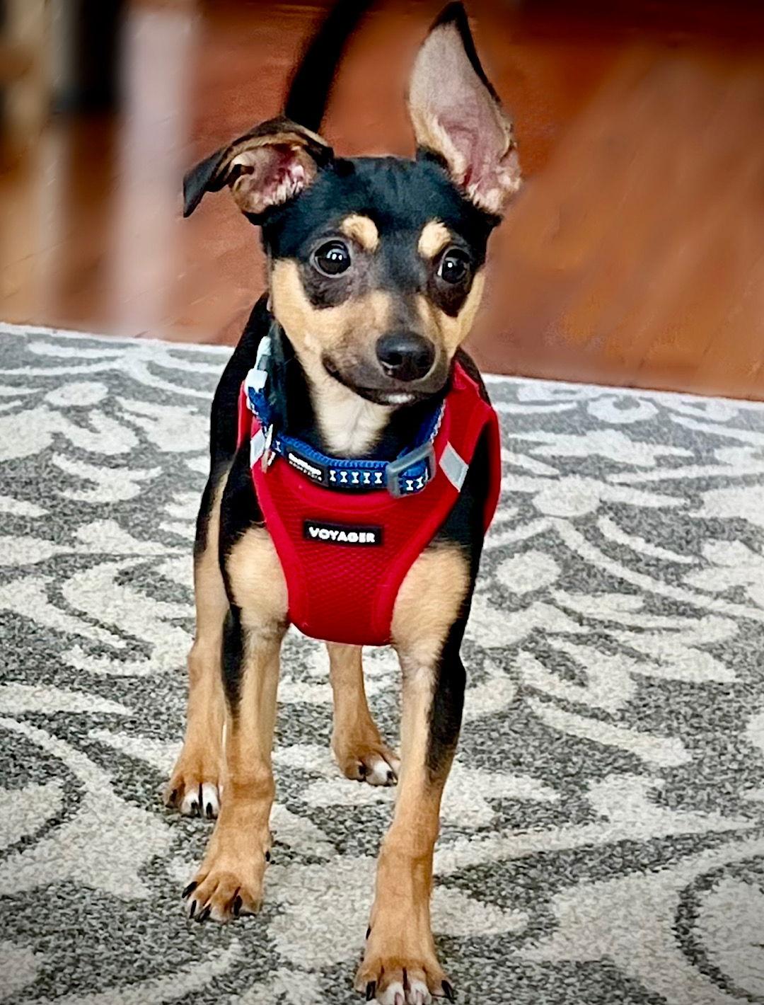 Enlarge Stevie (VA), a Adoptable Rat Terrier in Ruckersville, VA image 1/3