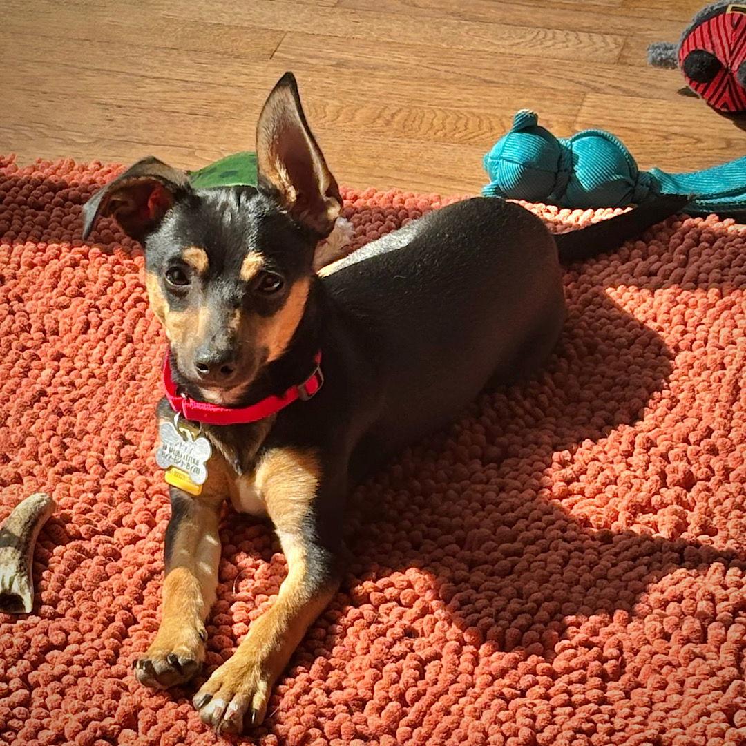 Enlarge Stevie (VA), a Adoptable Rat Terrier in Ruckersville, VA image 3/3