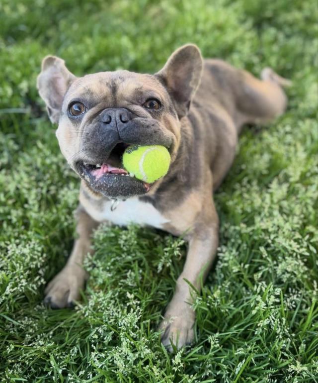 FONZI, Adoptable, Adult Male French Bulldog.
