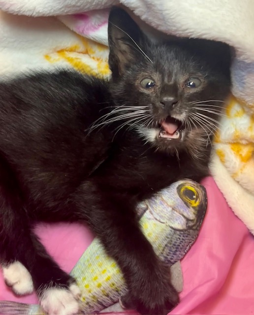 Enlarge Barney, a Adopted mixed breed in Joelton, TN image 5/5