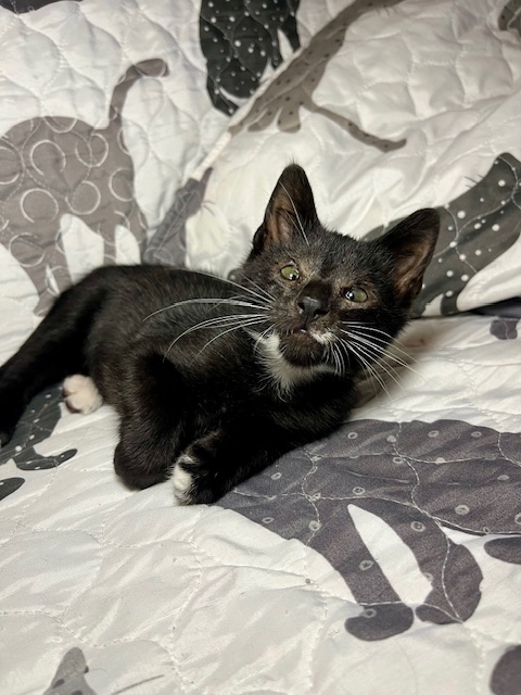 Enlarge Barney, a Adopted mixed breed in Joelton, TN image 2/5