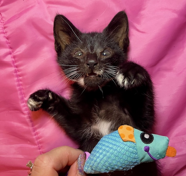 Enlarge Barney, a Adopted mixed breed in Joelton, TN image 3/5