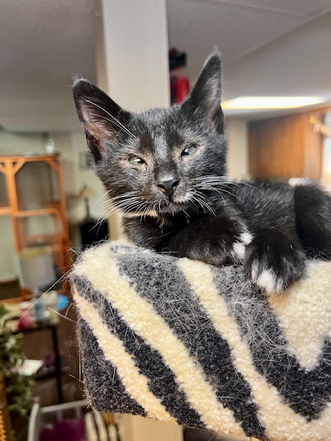 Enlarge Barney, a Adopted mixed breed in Joelton, TN image 4/5