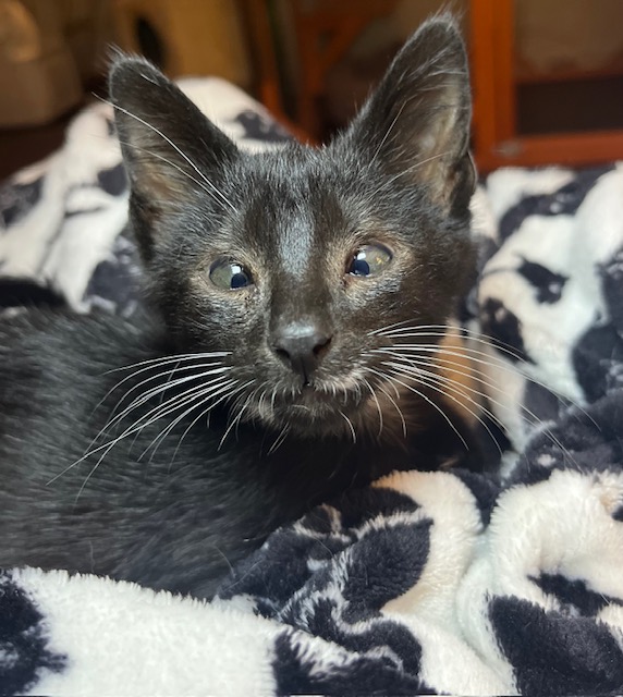 Enlarge Barney, a Adopted mixed breed in Joelton, TN image 1/5