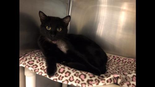 Luther, Adoptable, Adult Male Domestic Short Hair.