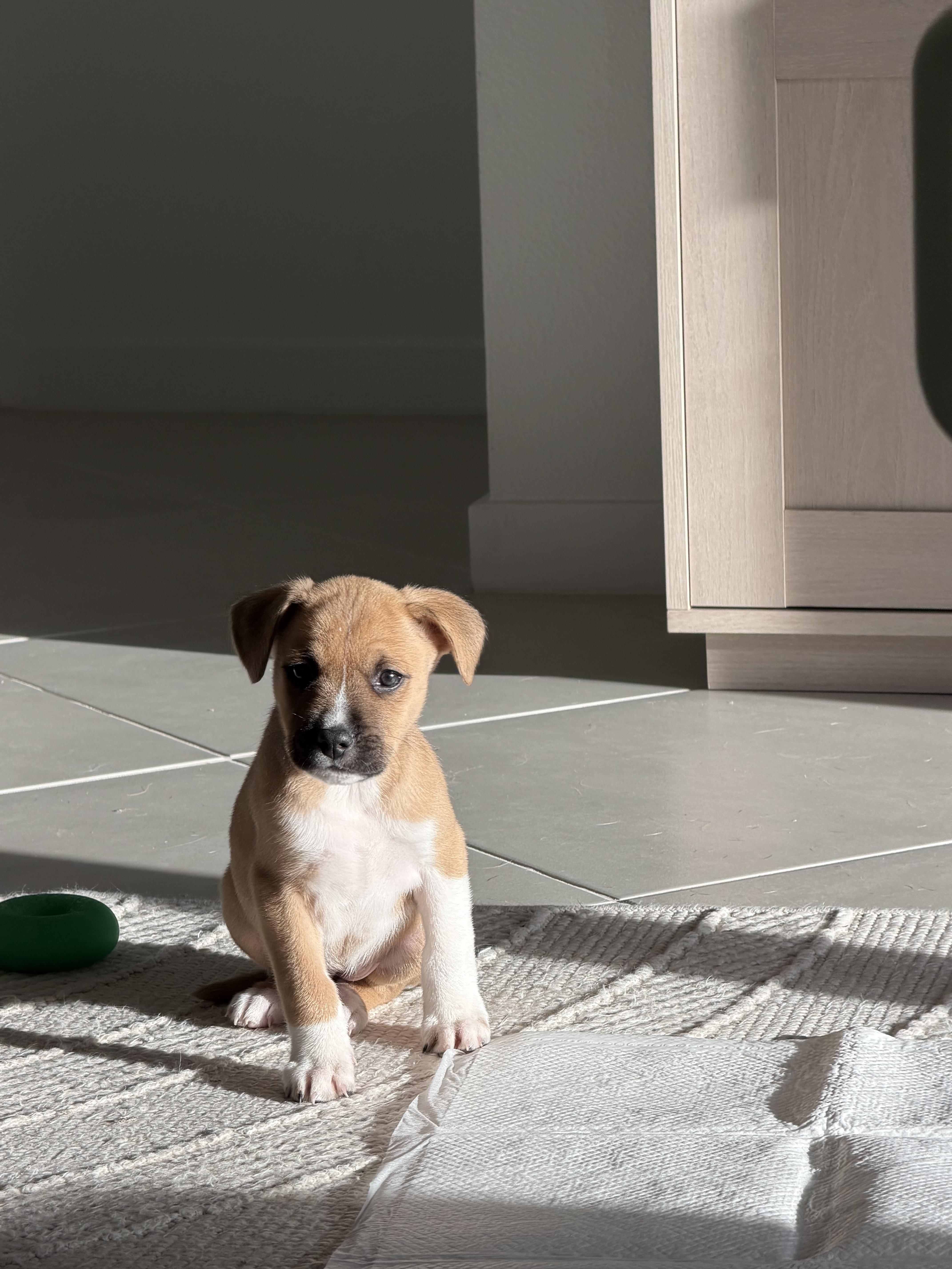 Enlarge Honey, a ADOPTABLE mixed breed in Lutz, FL image 3/3