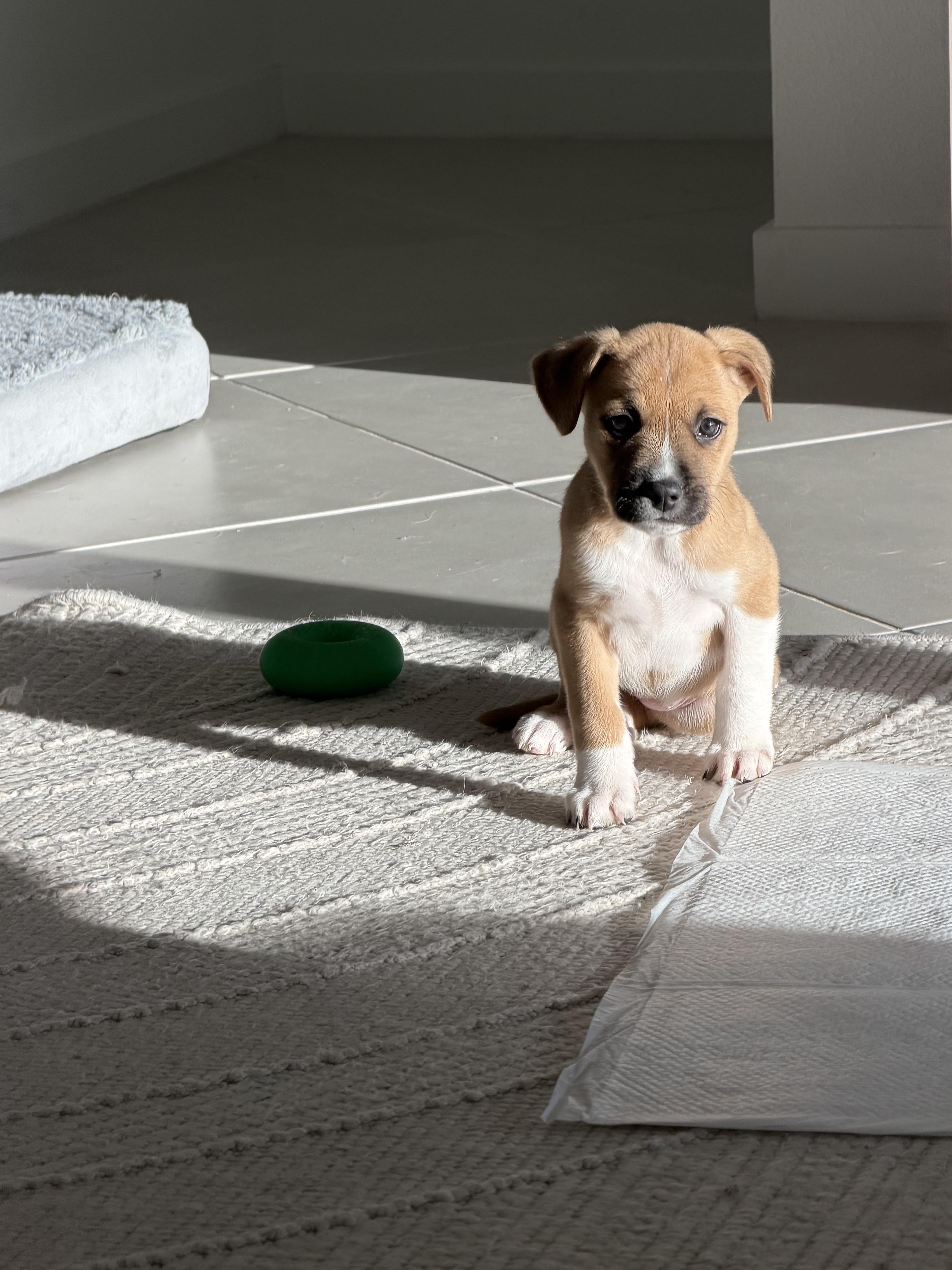 Enlarge Honey, a ADOPTABLE mixed breed in Lutz, FL image 2/3