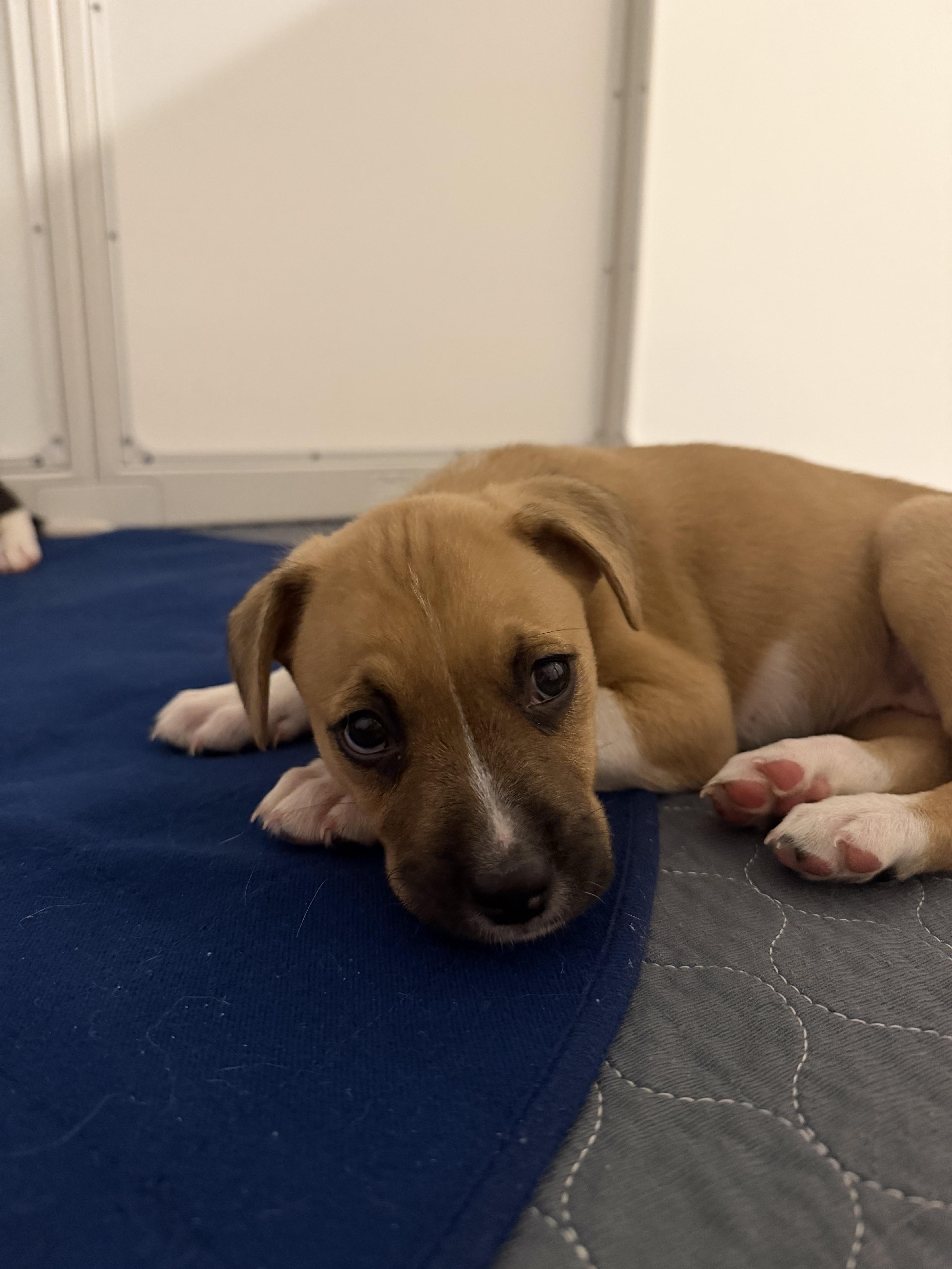 Enlarge Honey, a ADOPTABLE mixed breed in Lutz, FL image 1/3