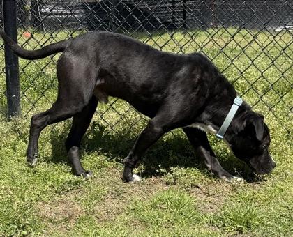 Callum (Demodex+), Adoptable, Adult Male Terrier & Mixed Breed.