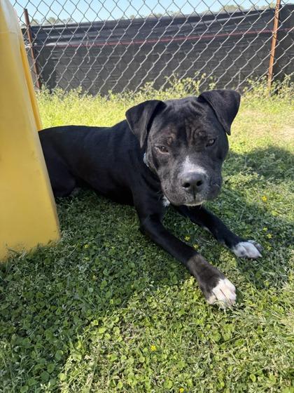 Callum (Demodex+), a Adoptable mixed breed in Conway, SC image 2/3