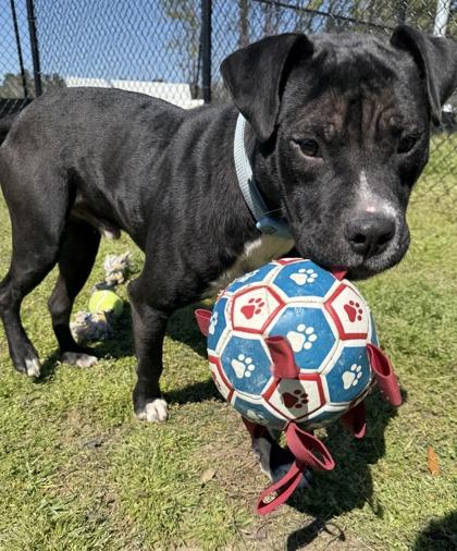 Callum (Demodex+), a Adoptable mixed breed in Conway, SC image 3/3