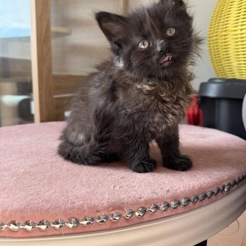 Tommy, a Adoptable Domestic Long Hair in Seymour, TN image 6/6