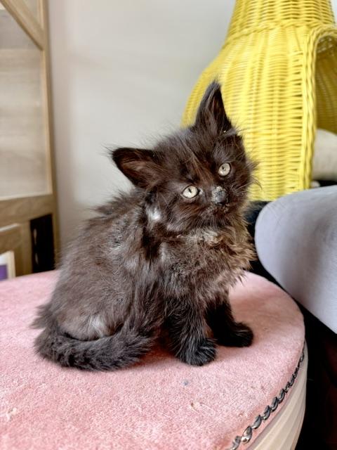 Tommy, a Adoptable Domestic Long Hair in Seymour, TN image 4/6