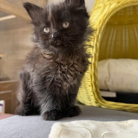 Tommy, a Adoptable Domestic Long Hair in Seymour, TN image 3/6
