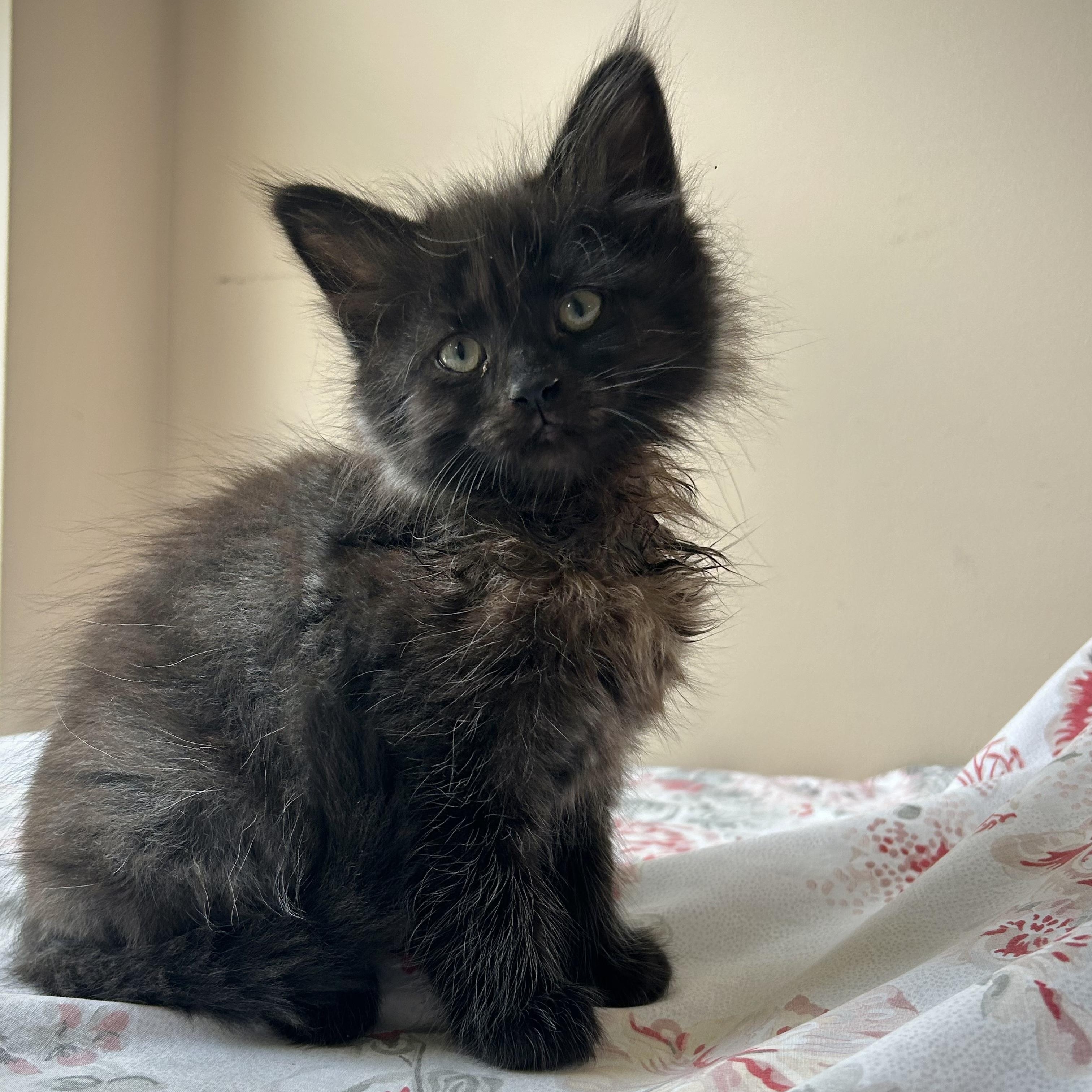 Tommy, a Adoptable Domestic Long Hair in Seymour, TN image 2/6