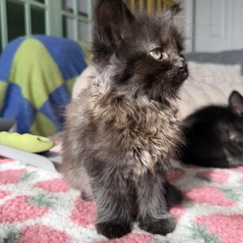 Tommy, a Adoptable Domestic Long Hair in Seymour, TN image 5/6