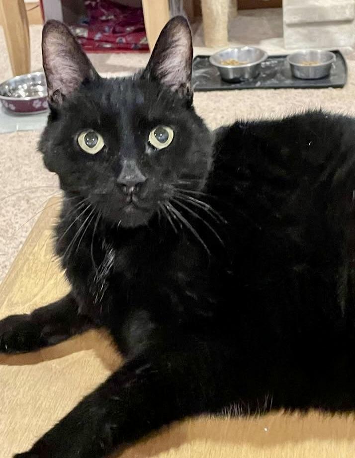 Luna, ADOPTABLE, Adult Female Domestic Short Hair.