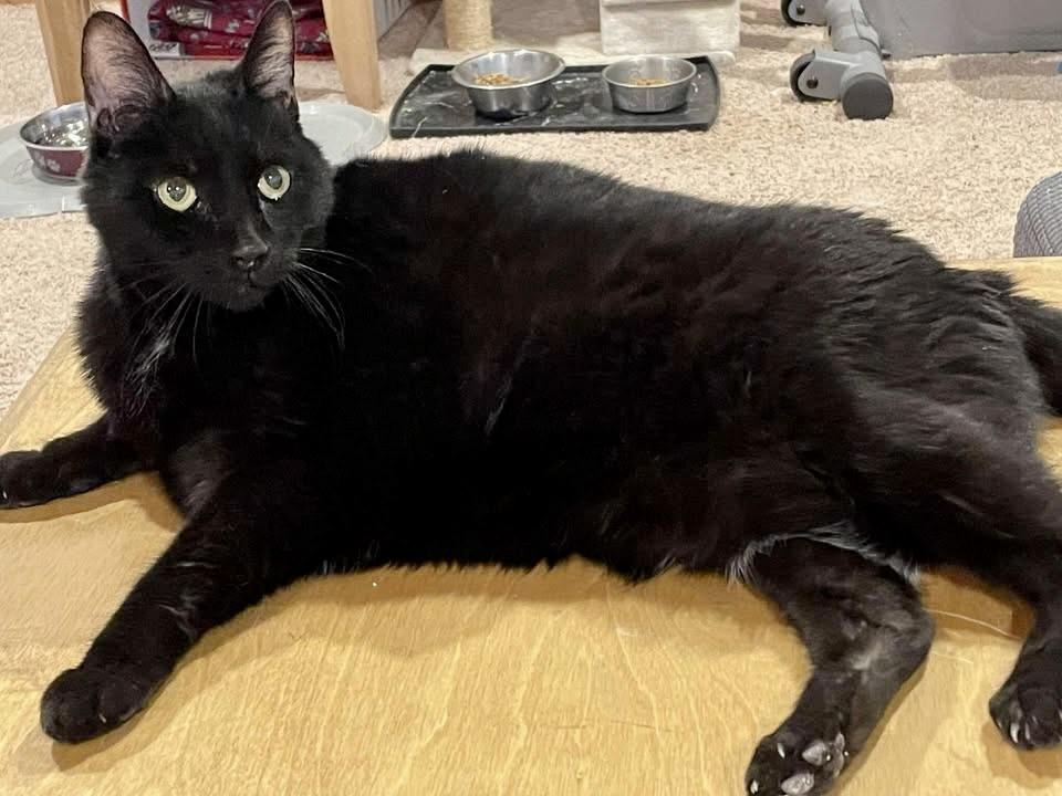 Enlarge Luna, a ADOPTABLE Domestic Short Hair in BLACK MOUNTAIN, NC image 2/2