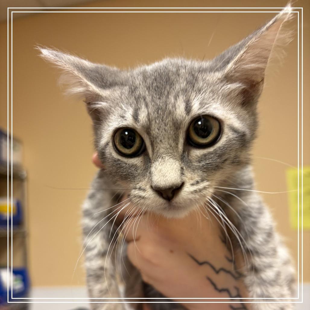 FWT Carver, Adoptable, Kitten Male Domestic Short Hair & Domestic Short Hair.