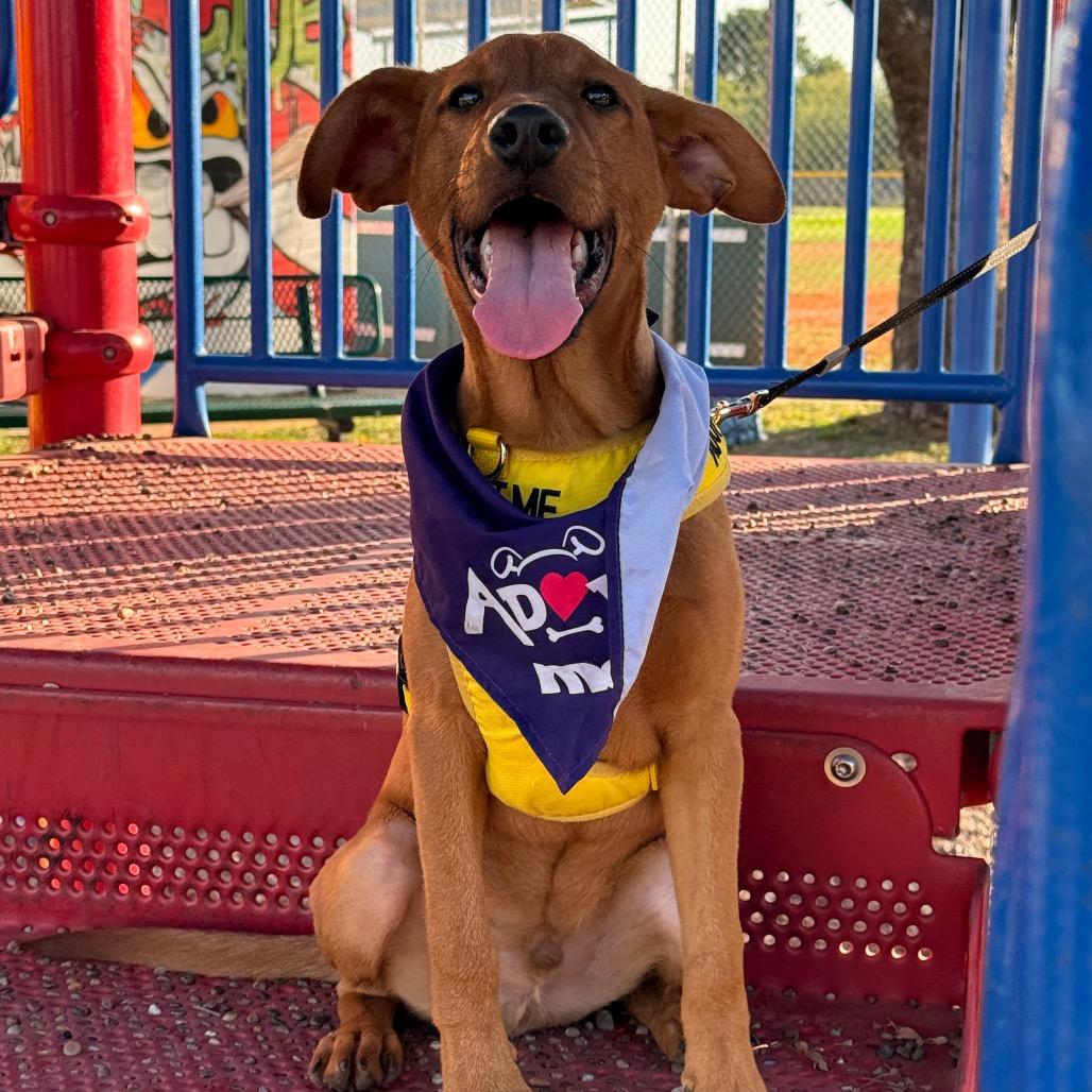 Alfie, Adoptable, Puppy Male Labrador Retriever & Mixed Breed.