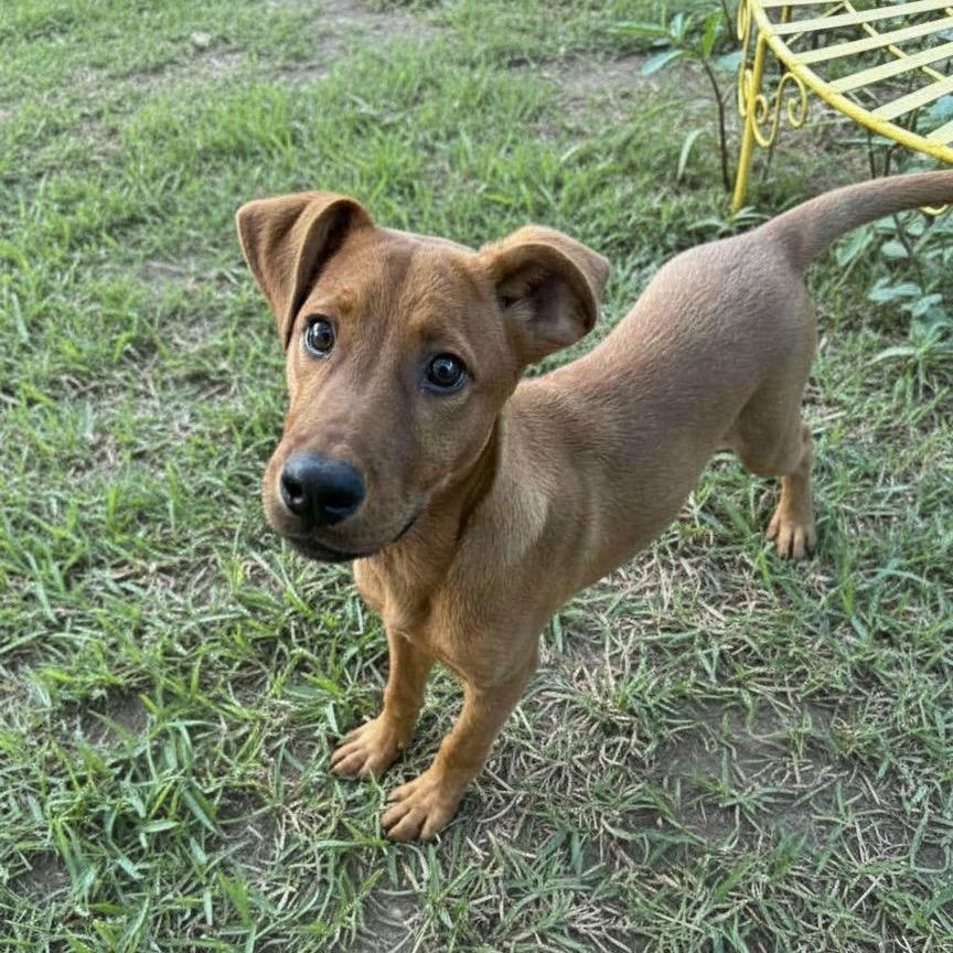 Enlarge Alfie, a Adoptable mixed breed in Laredo, TX image 1/4