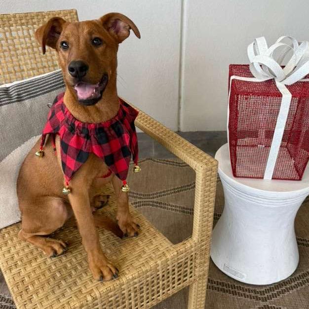 Enlarge Alfie, a Adoptable mixed breed in Laredo, TX image 2/4