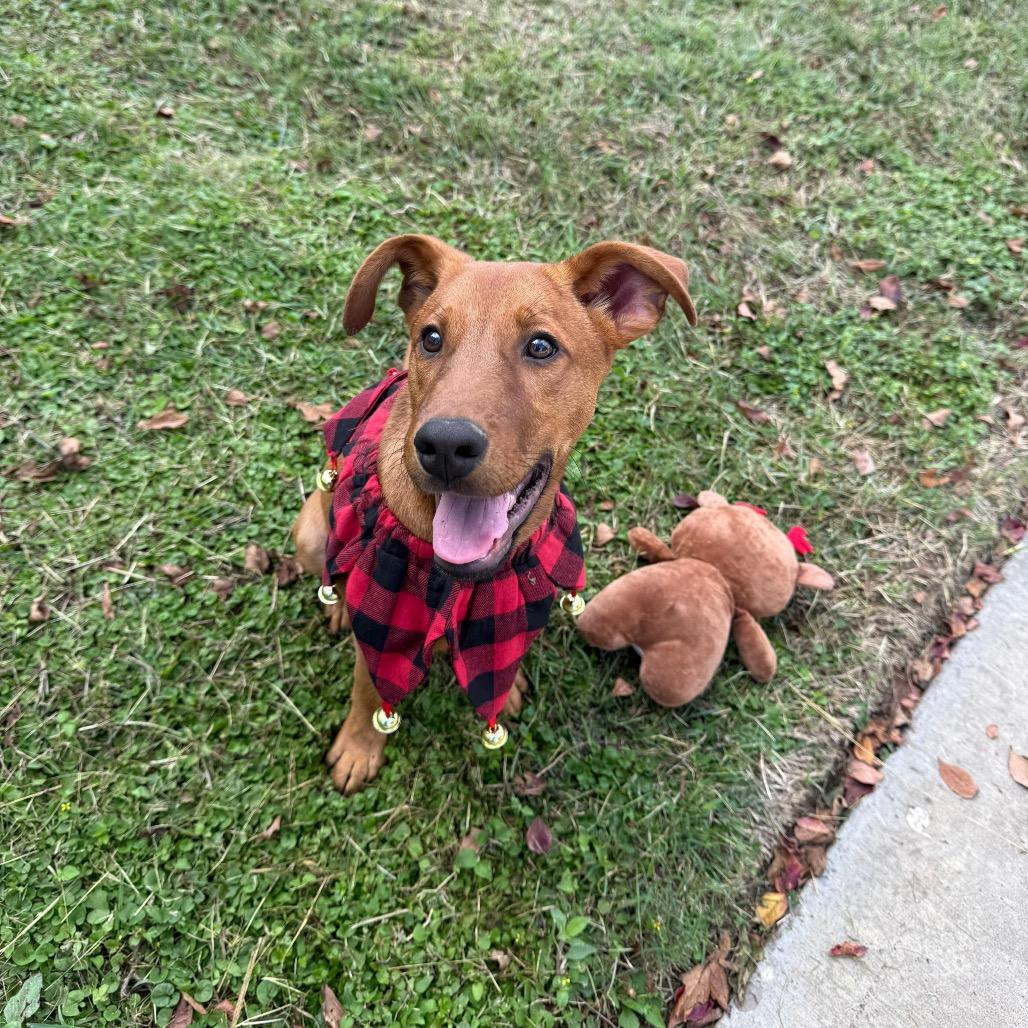 Enlarge Alfie, a Adoptable mixed breed in Laredo, TX image 3/4
