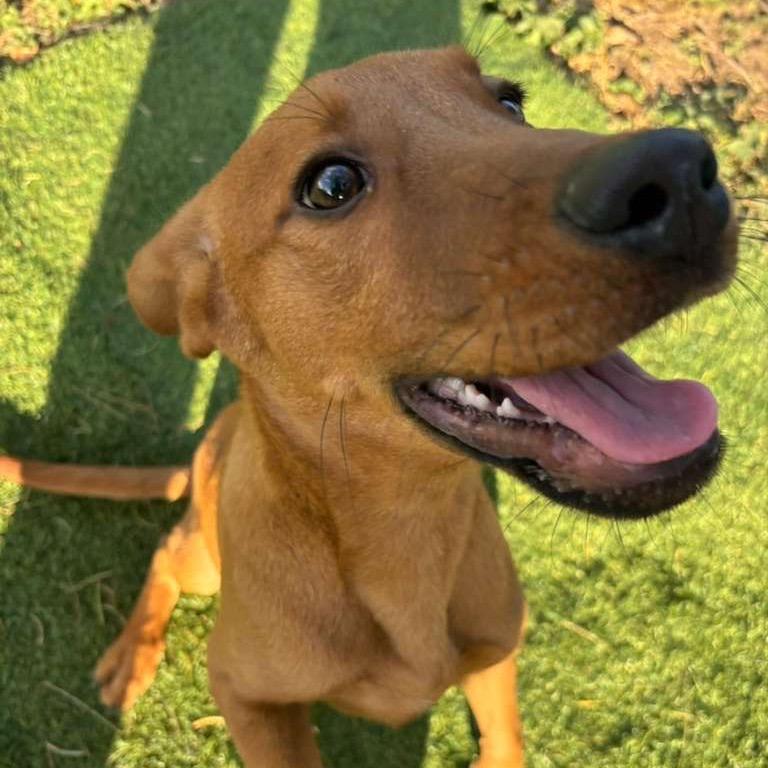 Enlarge Alfie, a Adoptable mixed breed in Laredo, TX image 4/4