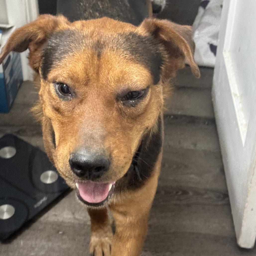 Joe, Adoptable, Adult Male Chocolate Labrador Retriever & Rottweiler.