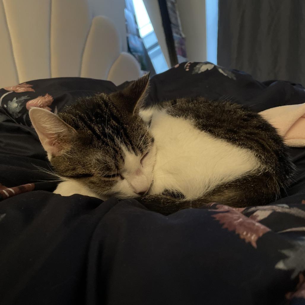 Luna Girl, Adoptable, Adult Female Domestic Short Hair.