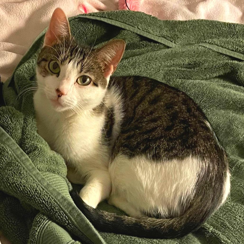 Enlarge Luna Girl, a Adoptable Domestic Short Hair in New York, NY image 2/6