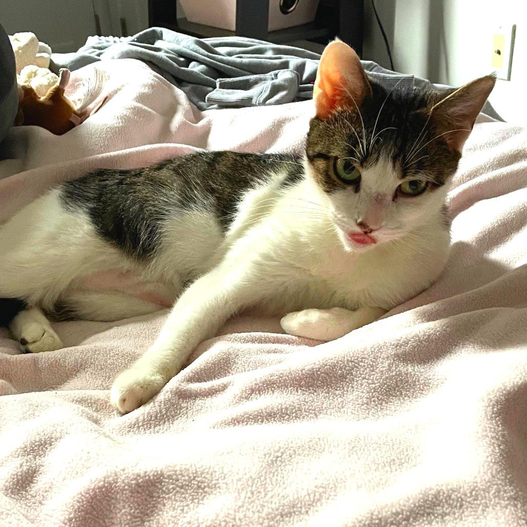 Enlarge Luna Girl, a Adoptable Domestic Short Hair in New York, NY image 3/6