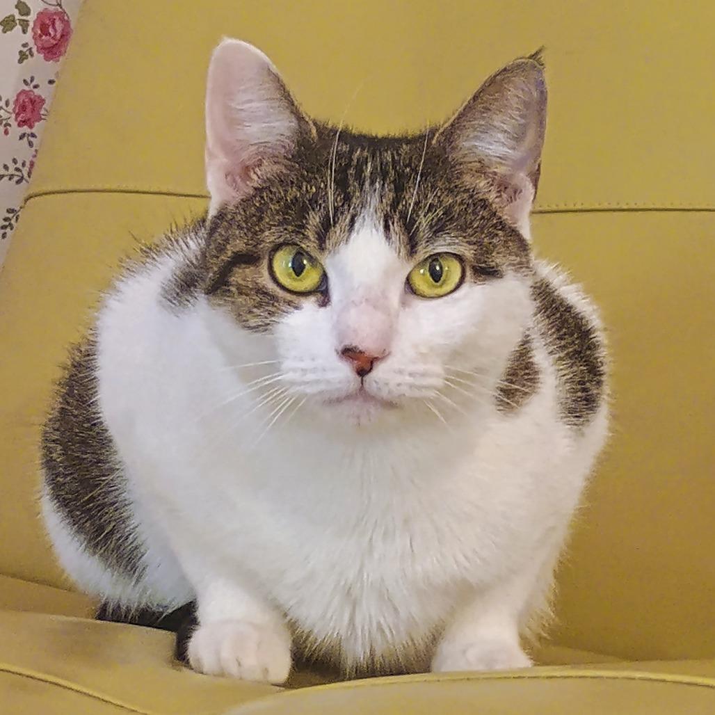 Enlarge Luna Girl, a Adoptable Domestic Short Hair in New York, NY image 4/6