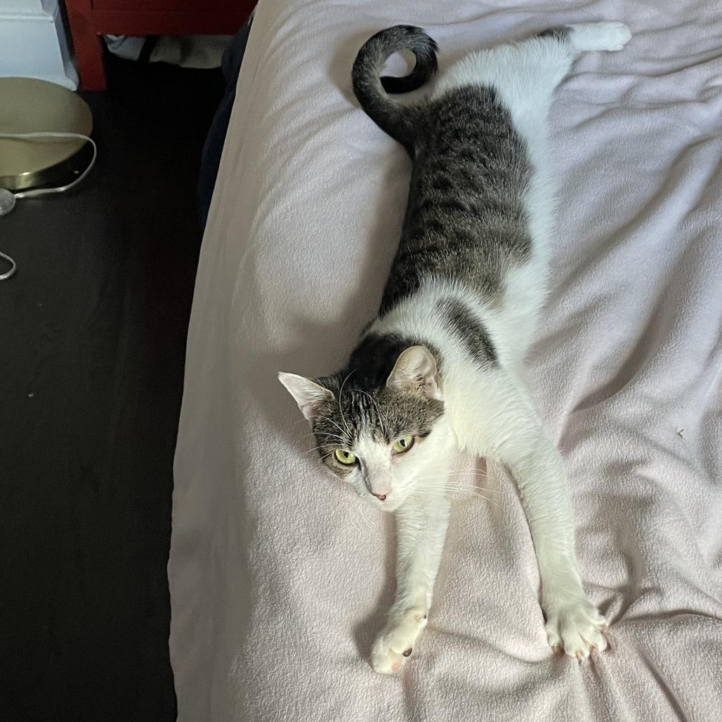 Enlarge Luna Girl, a Adoptable Domestic Short Hair in New York, NY image 5/6