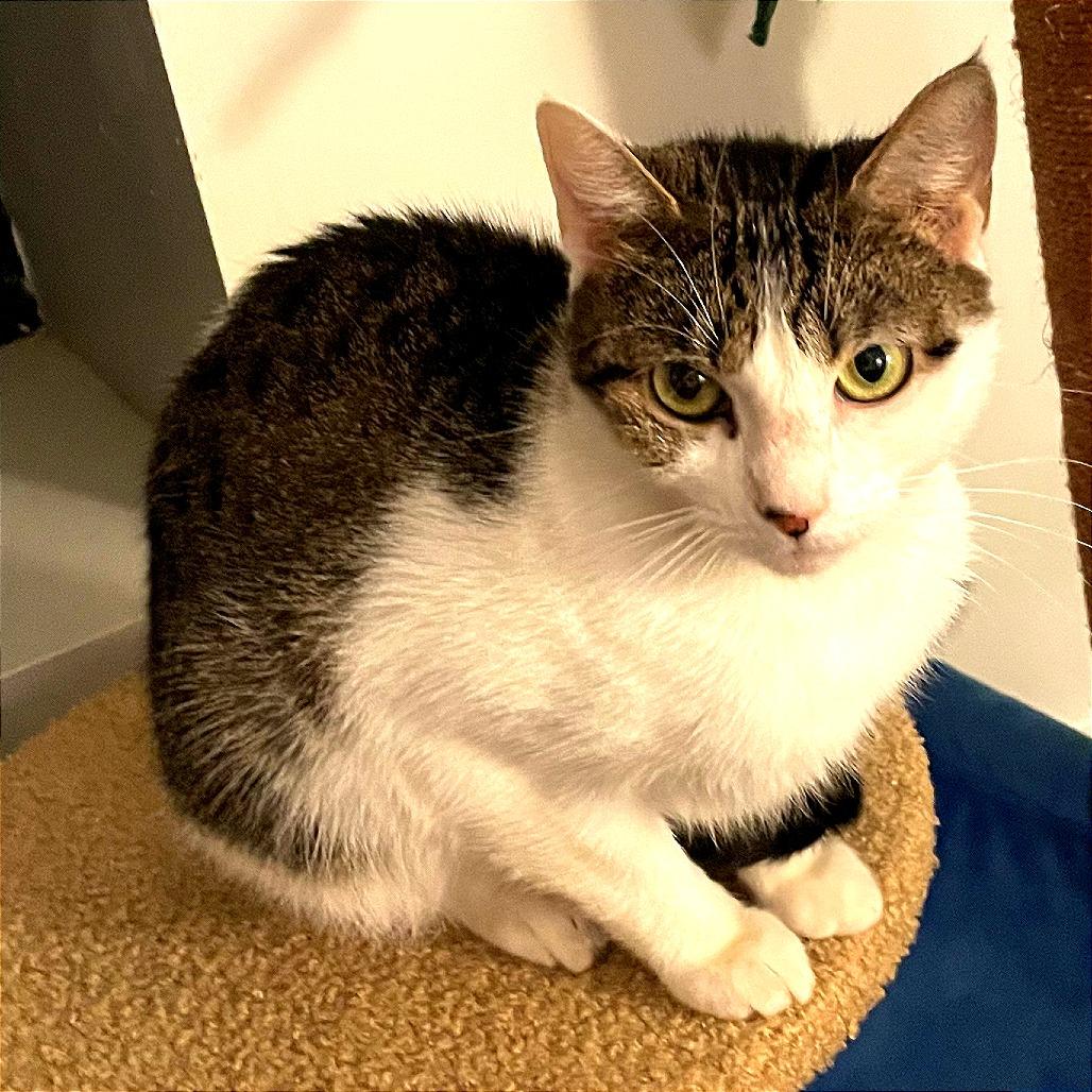 Enlarge Luna Girl, a Adoptable Domestic Short Hair in New York, NY image 6/6