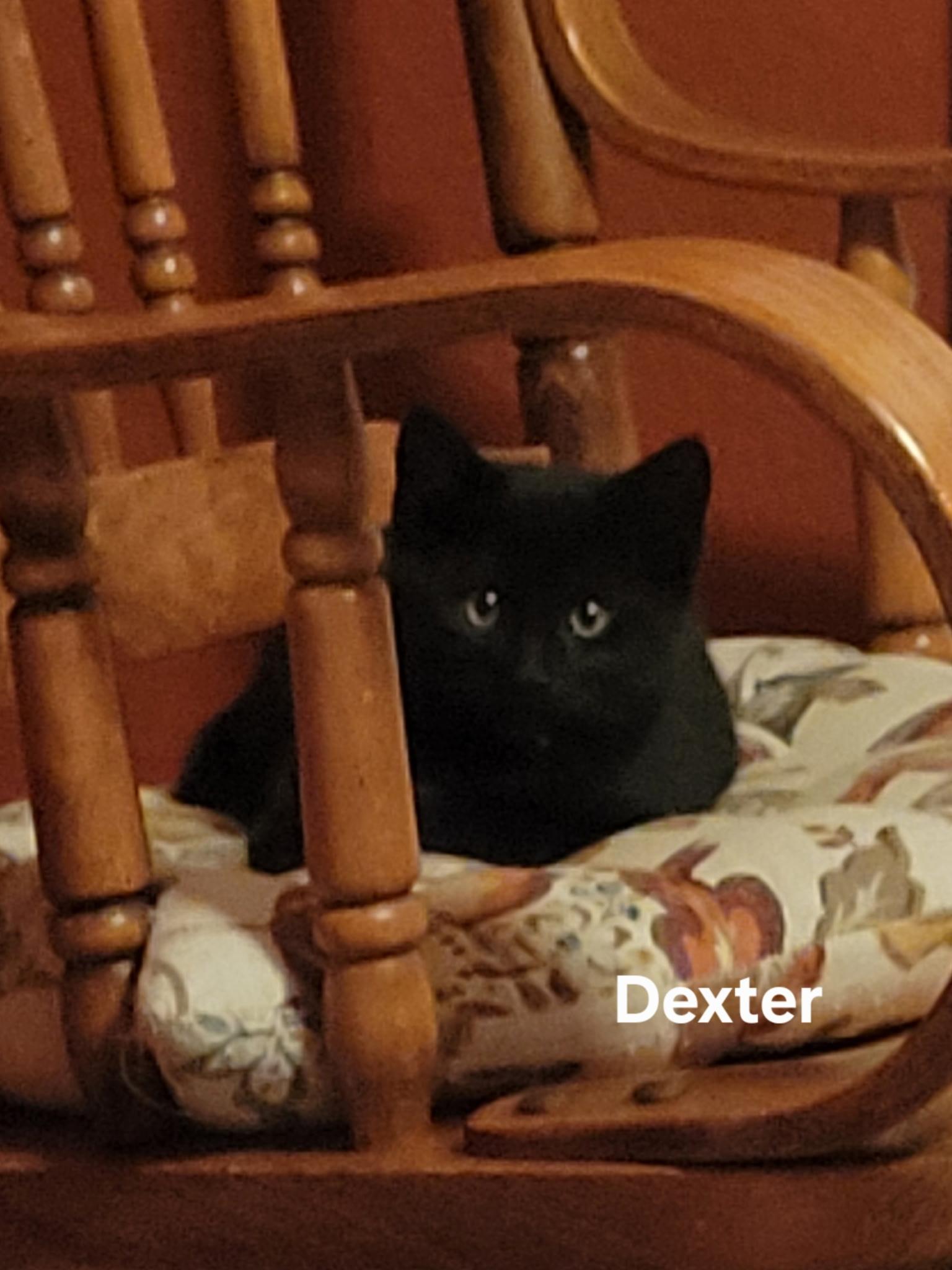 Enlarge Dexter, an adopted Domestic Short Hair in Gardnerville, NV image 3/3