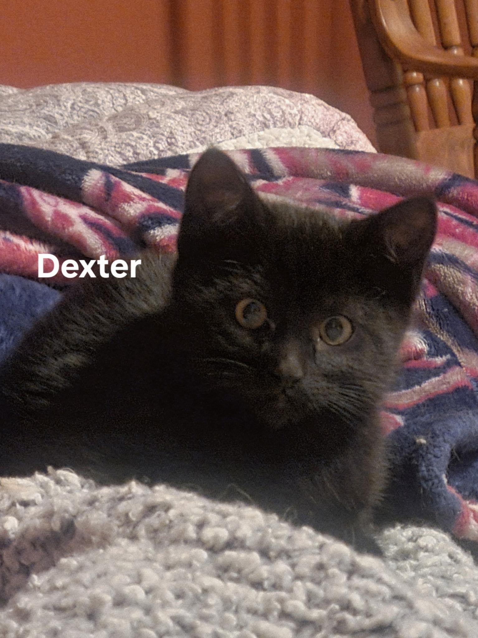 Enlarge Dexter, an adopted Domestic Short Hair in Gardnerville, NV image 2/3