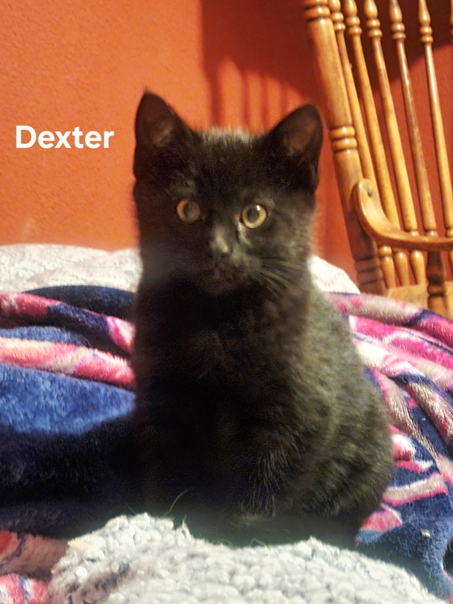Enlarge Dexter, an adopted Domestic Short Hair in Gardnerville, NV image 1/3